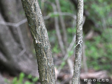オニヒョウタンボク-樹皮