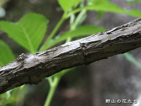 ハコネウツギ－樹皮