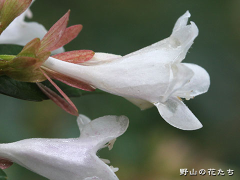 ハナツクバネウツギ－花２