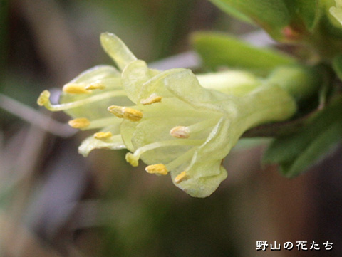 クロミノウグイスカグラ－花