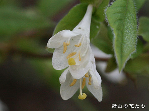 アラゲヒョウタンボク－花