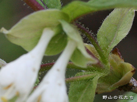アラゲヒョウタンボク－花３