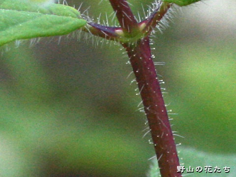 アラゲヒョウタンボク－茎
