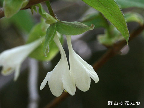 アラゲヒョウタンボク－花２