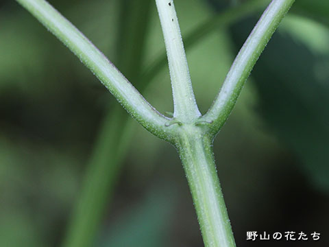 ケニワトコ－茎
