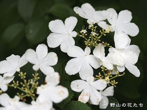 ヤブデマリ－花
