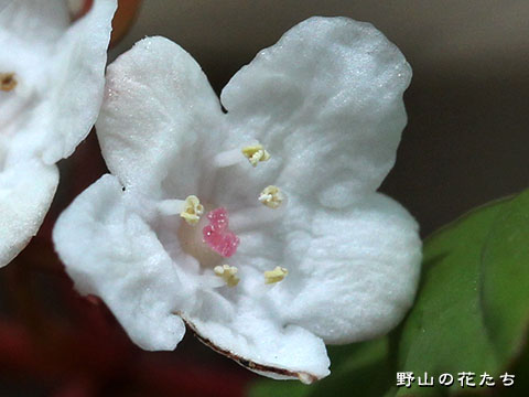 オトコヨウゾメ－花３