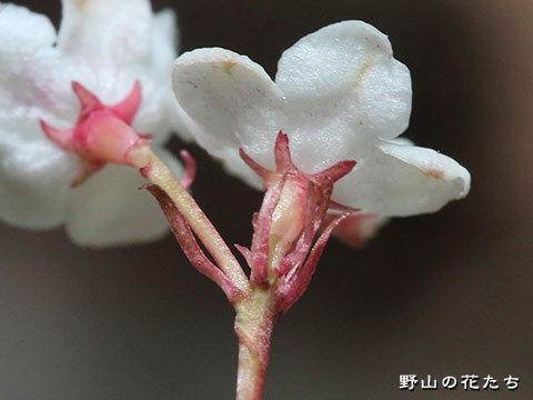 オトコヨウゾメ－花４