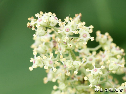 ミヤマニワトコ－花
