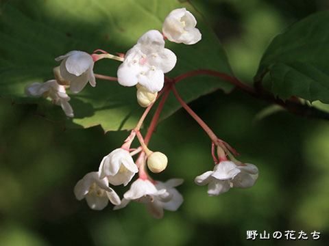 オトコヨウゾメ－花