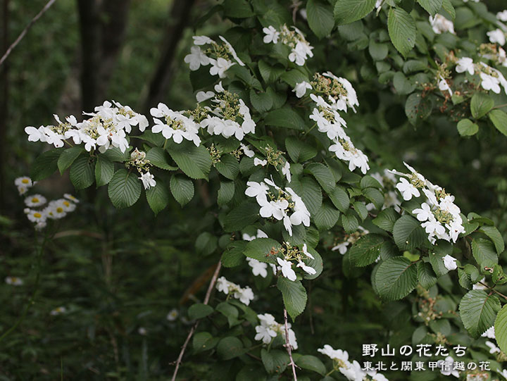 ヤブデマリ - 野山の花たち 東北と関東甲信越の花