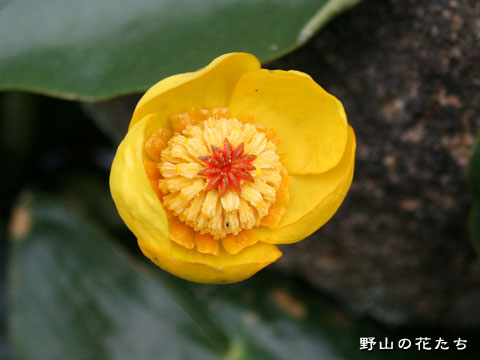 オゼコウホネ－花