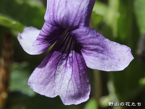 オトコノジスミレ－花