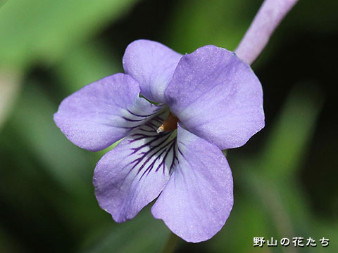 ナガハシスミレ－花