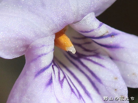 ナガハシスミレ－花２