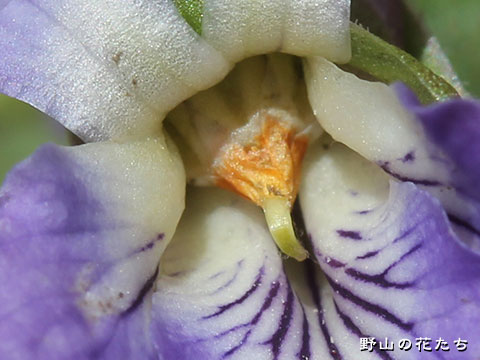 エゾアオイスミレ－花２