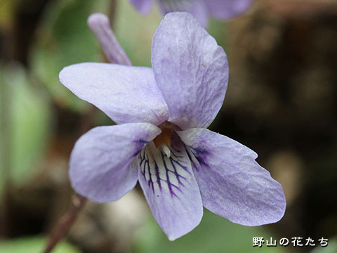 アワガタケスミレ－花