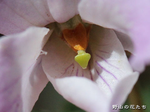 ヒナスミレ－花３