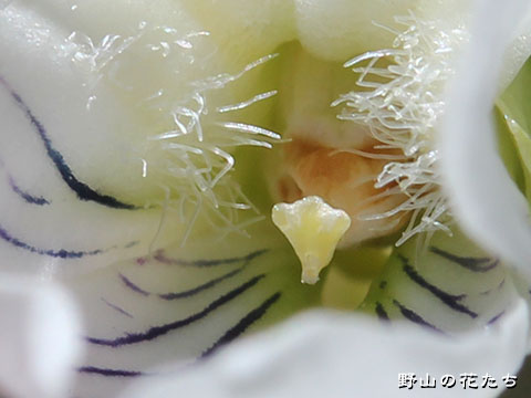 シロスミレ－花２