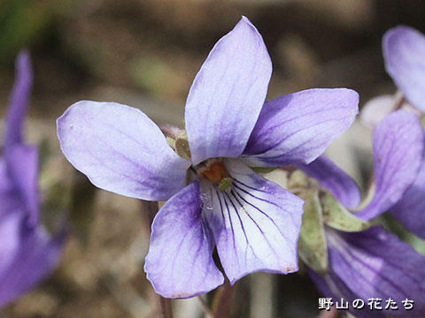 オトコノジスミレ－花２