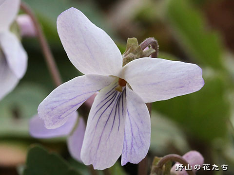 シロバナツクシコスミレ－花