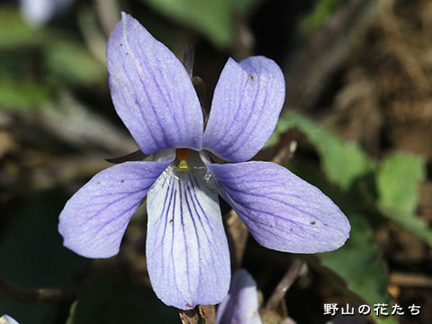 ヒゲコスミレ－花