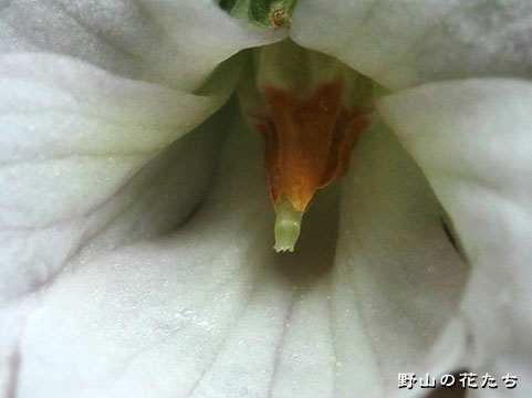 シロバナオオタチツボスミレ－花２