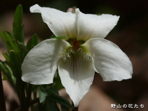 シロバナエゾスミレ－花