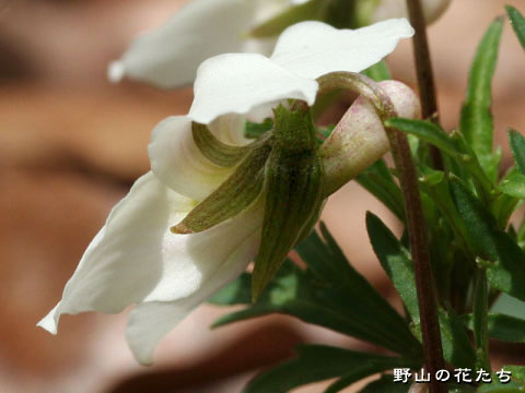シロバナエゾスミレ－花２