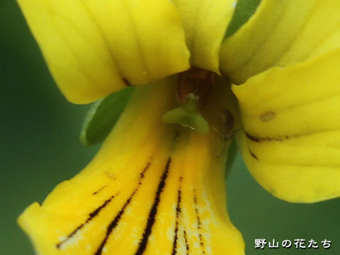 キバナノコマノツメ－花２