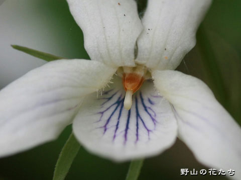 シロバナエゾノタチツボスミレ－花