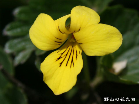 タカネスミレ－花