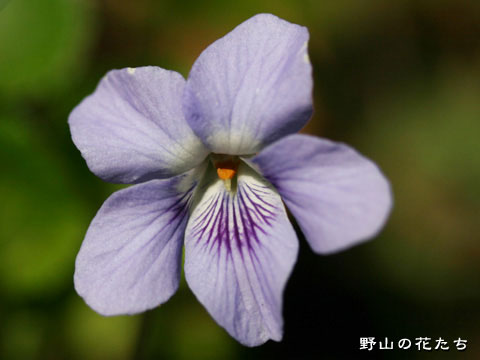 シチトウスミレ－花