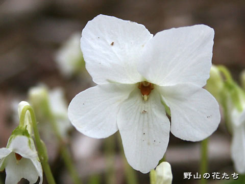 シロバナオオタチツボスミレ－花