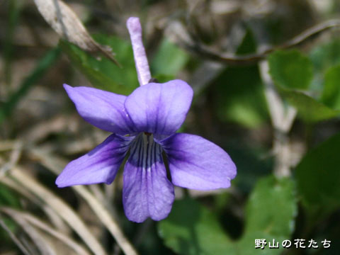 ミヤマナガハシスミレ－花