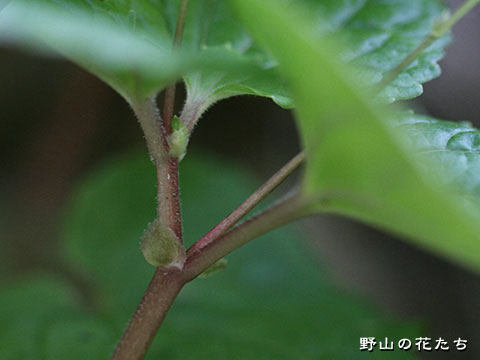オオバキスミレ－葉・茎