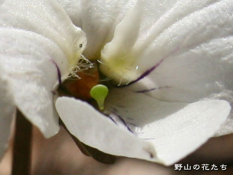 シロバナエゾスミレ－花２