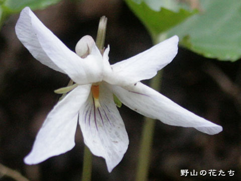 シロバナナガバノスミレサイシン－花