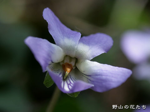 エゾアオイスミレ－花