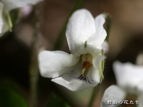 シロバナテシオスミレ－花