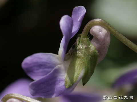 エゾアオイスミレ－花３