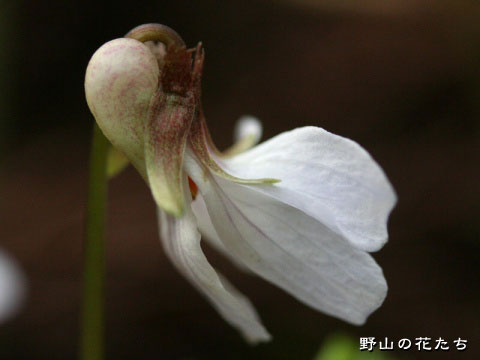 シロバナナガバノスミレサイシン－花