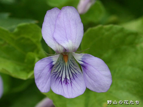 オオタチツボスミレ－花
