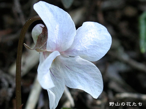 シロバナアケボノスミレ－花