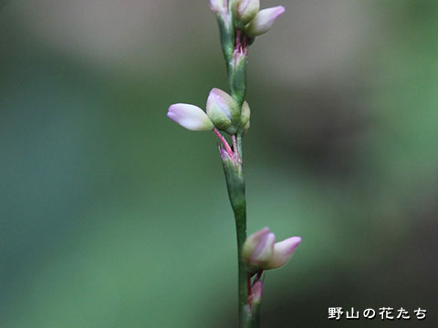 ナガボハナタデ－花