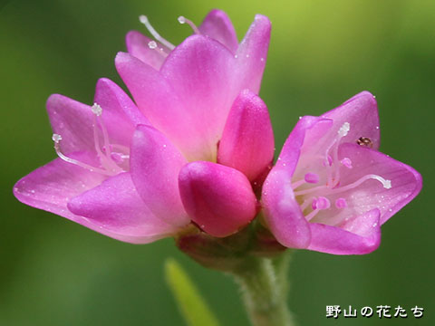 ママコノシリヌグイ－花