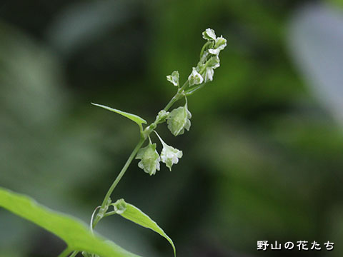 オオツルイタドリ－花