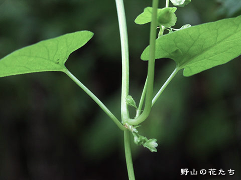 オオツルイタドリ－茎