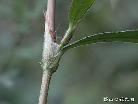 オオネバリタデ－茎２