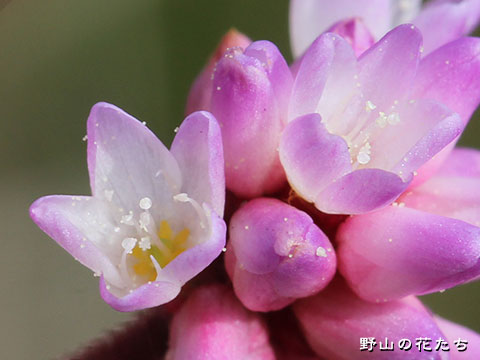 ナガバノウナギツカミ－花３